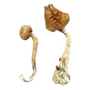 Psilocybin Mashrooms