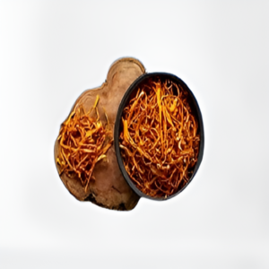 Cordyceps Mushroom