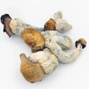 Lyophilized Goldmember Mushrooms