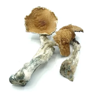 Hawaiian Mushrooms